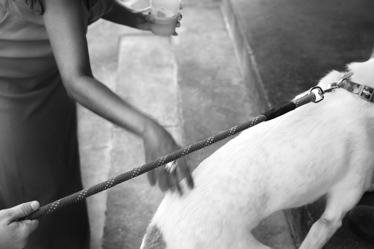 A woman pets a white dog passing by.