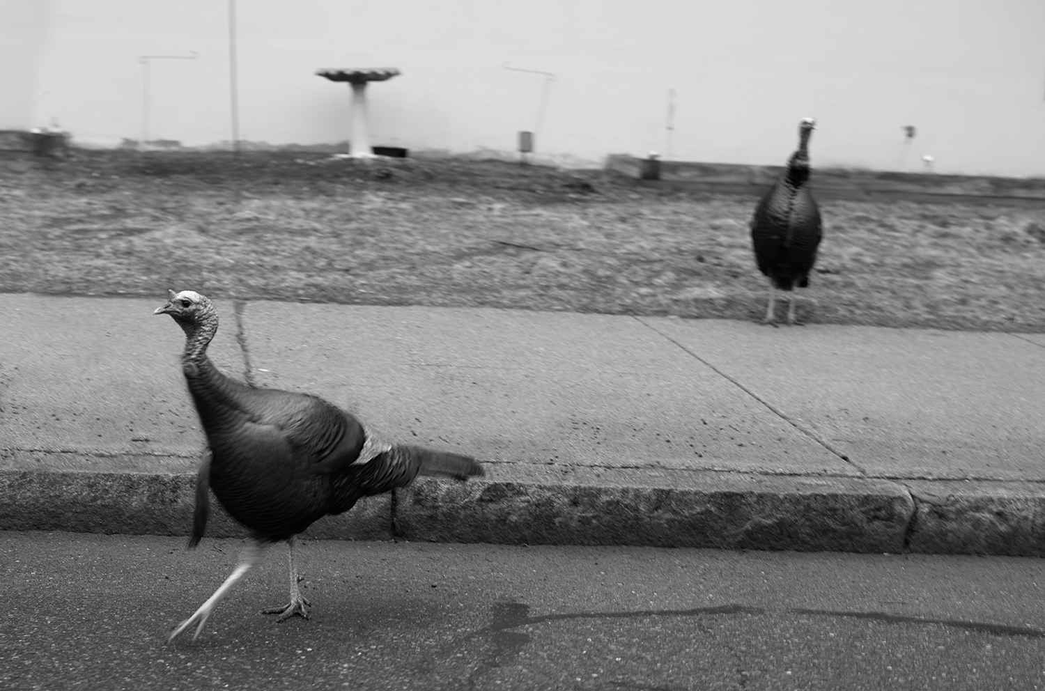 Two turkeys, one is waiting patiently, the other is gracefully crossing the street.